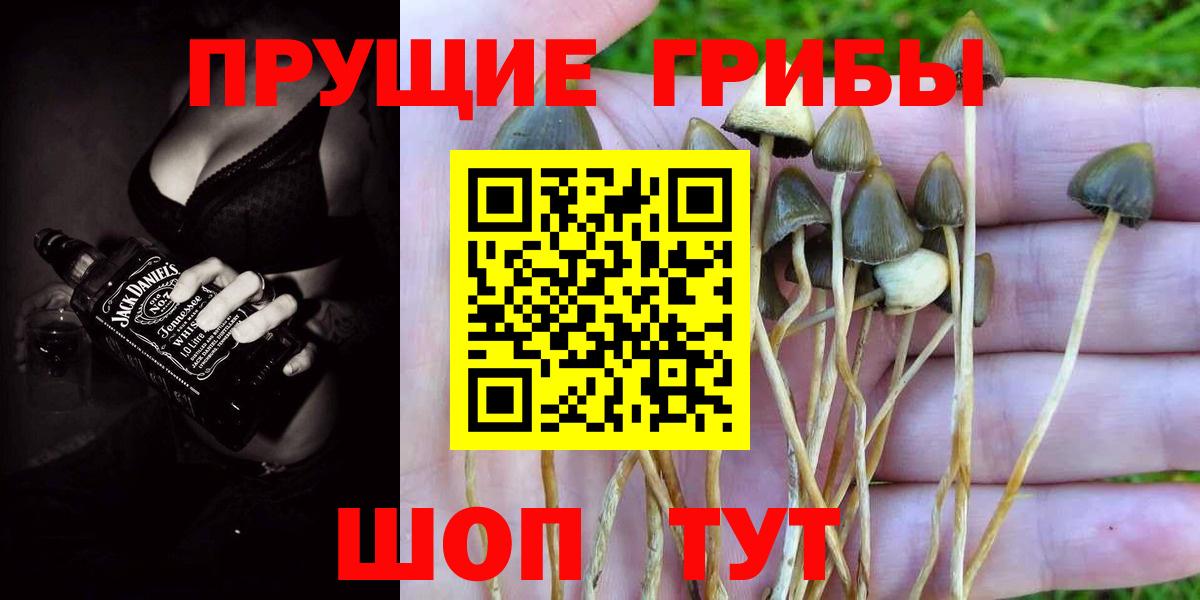 Орёл  Галлюциногенные грибы Psilocybine cubensis  Вход с VPN  Псилоцибиновые грибы Psilocybe 